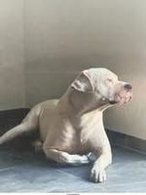   Chien ODIN � l adoption 