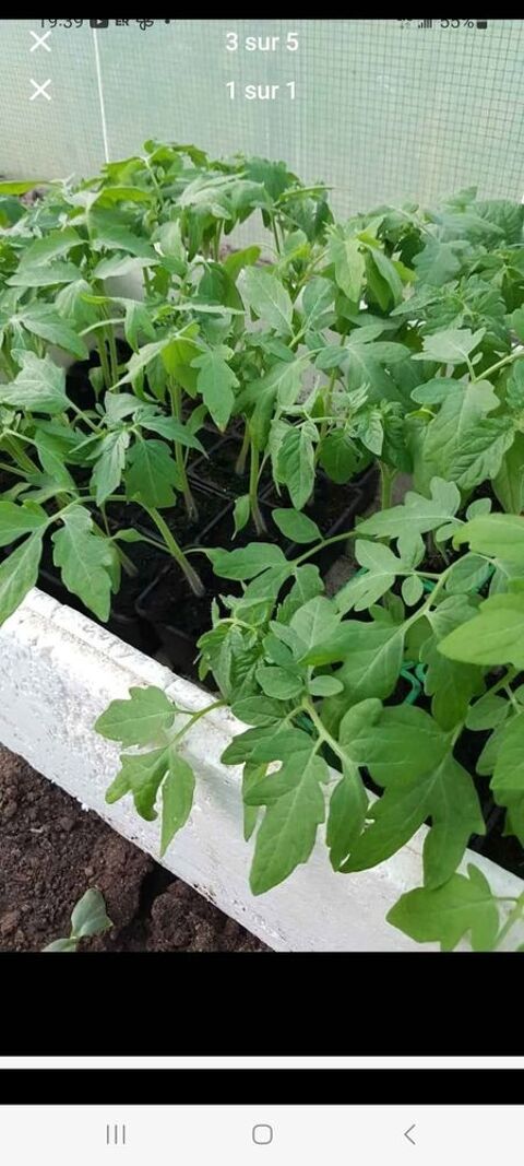 Plants de tomates 1 H�rim�nil (54)
