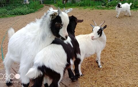 ch&egrave;vre 80 03330 �chassi�res