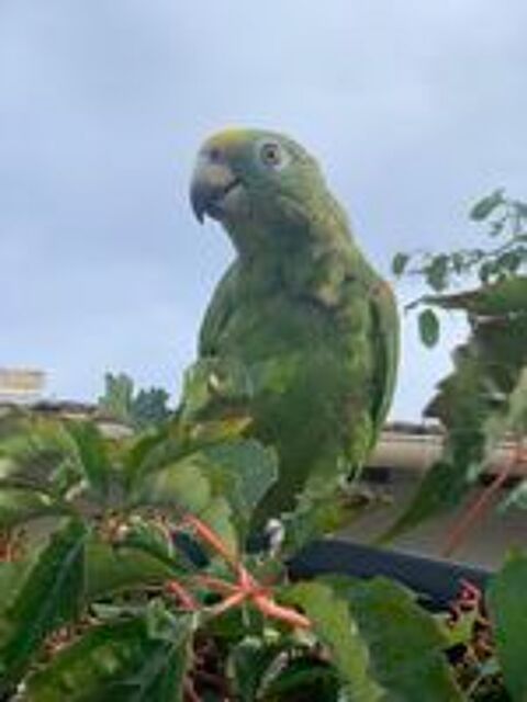   Amazone ou caïque 