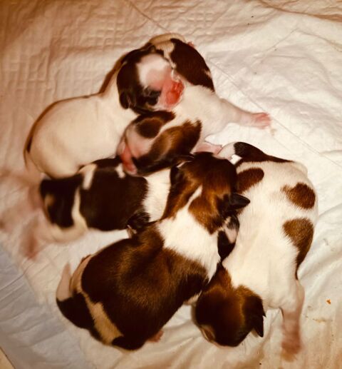Adorables chiots Shih Tzu 950 94400 Vitry-sur-seine