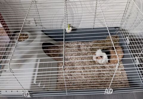 Cage + cochon d'Inde 70 25300 Pontarlier