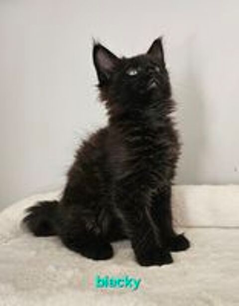   chatons maine coon LOOF 
