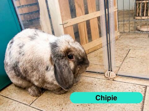 Chipie, lapine b&eacute;lier &agrave; adopter 80 85000 La roche-sur-yon