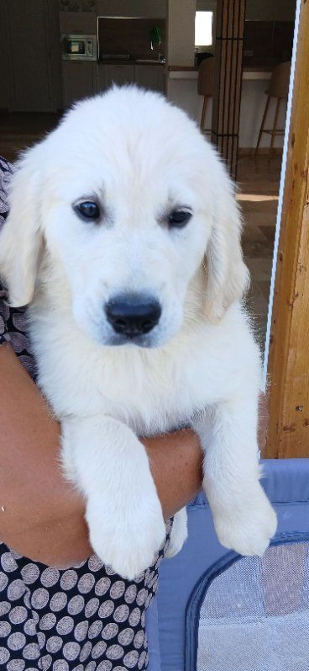   Chiots mâle Golden retriever  issue de parents LOF  