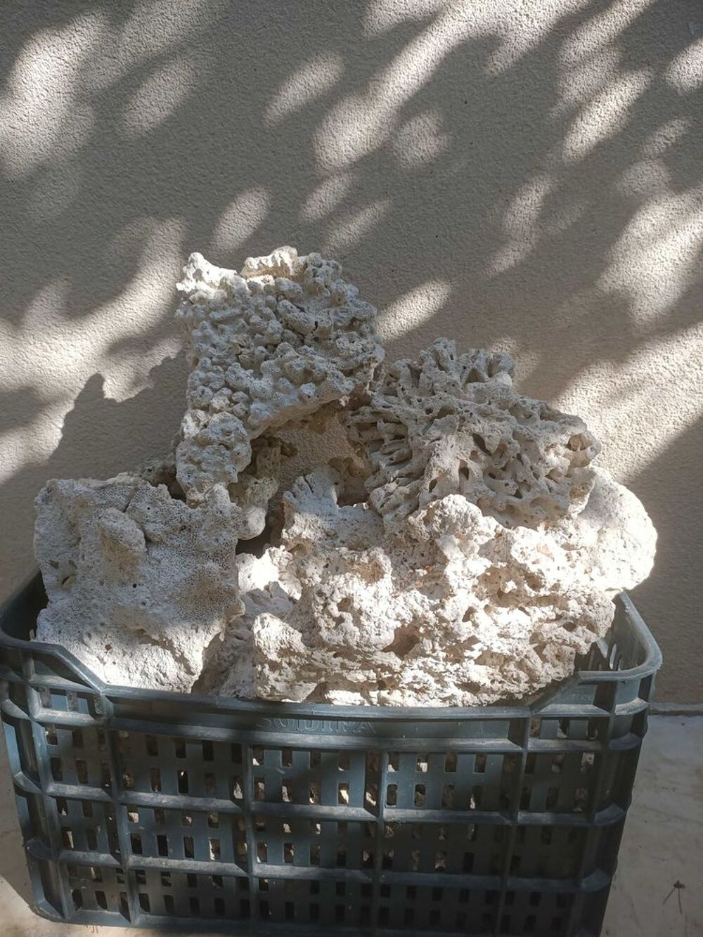 Corail de d&eacute;coration 