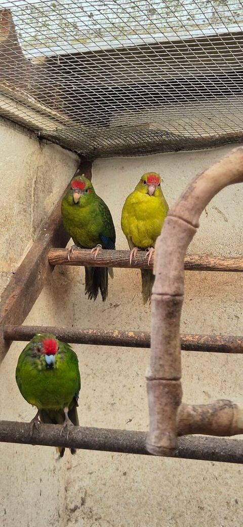 Jeunes perruches kakariki 25 et 26 50 60600 Clermont