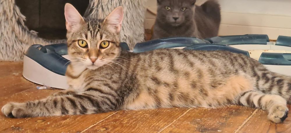   YUKA CHAT TIGRE 1 AN 1/2 