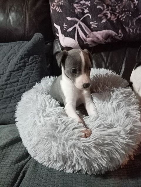 Magnifique chiots Whippet 1100 03370 Viplaix