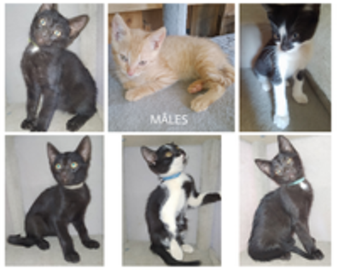   Chatons à adopter 