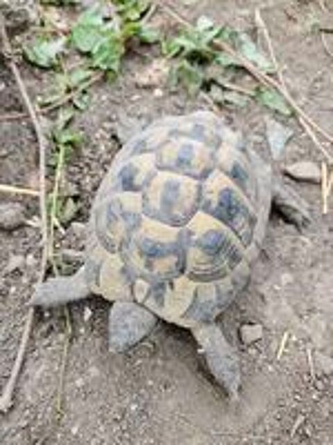   Tortue mâle Herman  