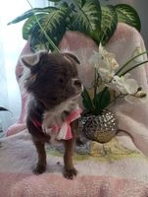   Femelle chihuahua  