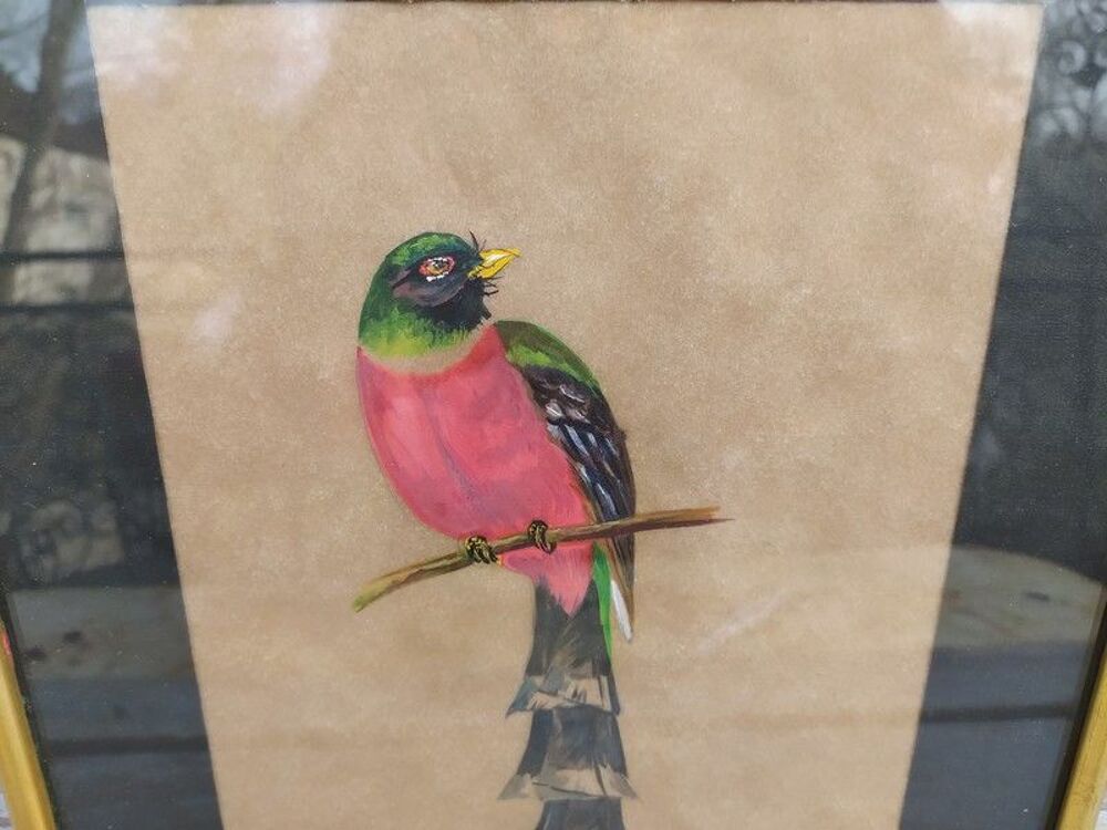 Tableau Ornithologie Oiseau Trogon Montagnard Sign&eacute; Yvone 