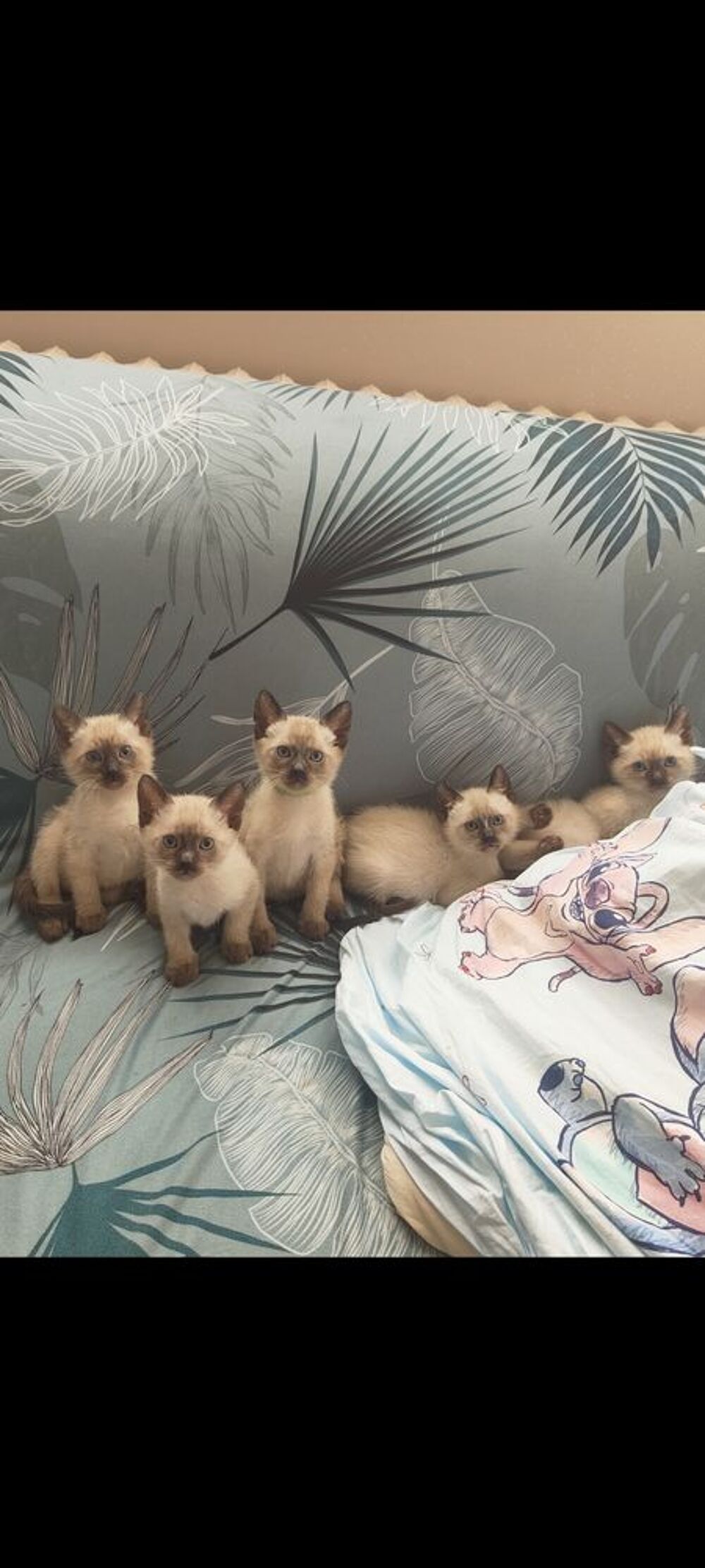   Chatons Siamois 