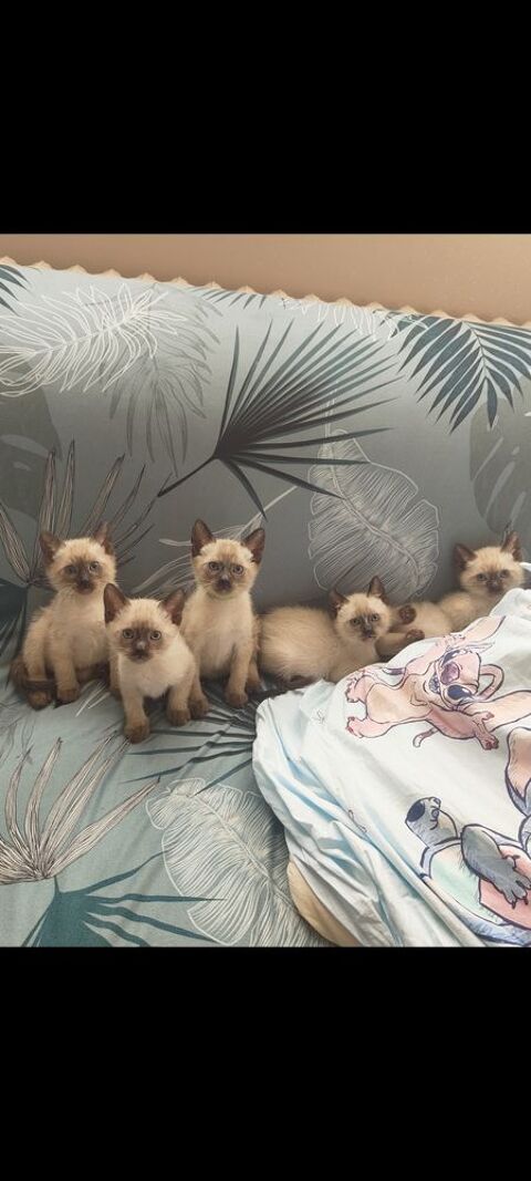 Chatons Siamois 400 59160 Lomme