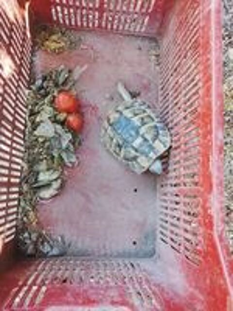   Tortue mal 