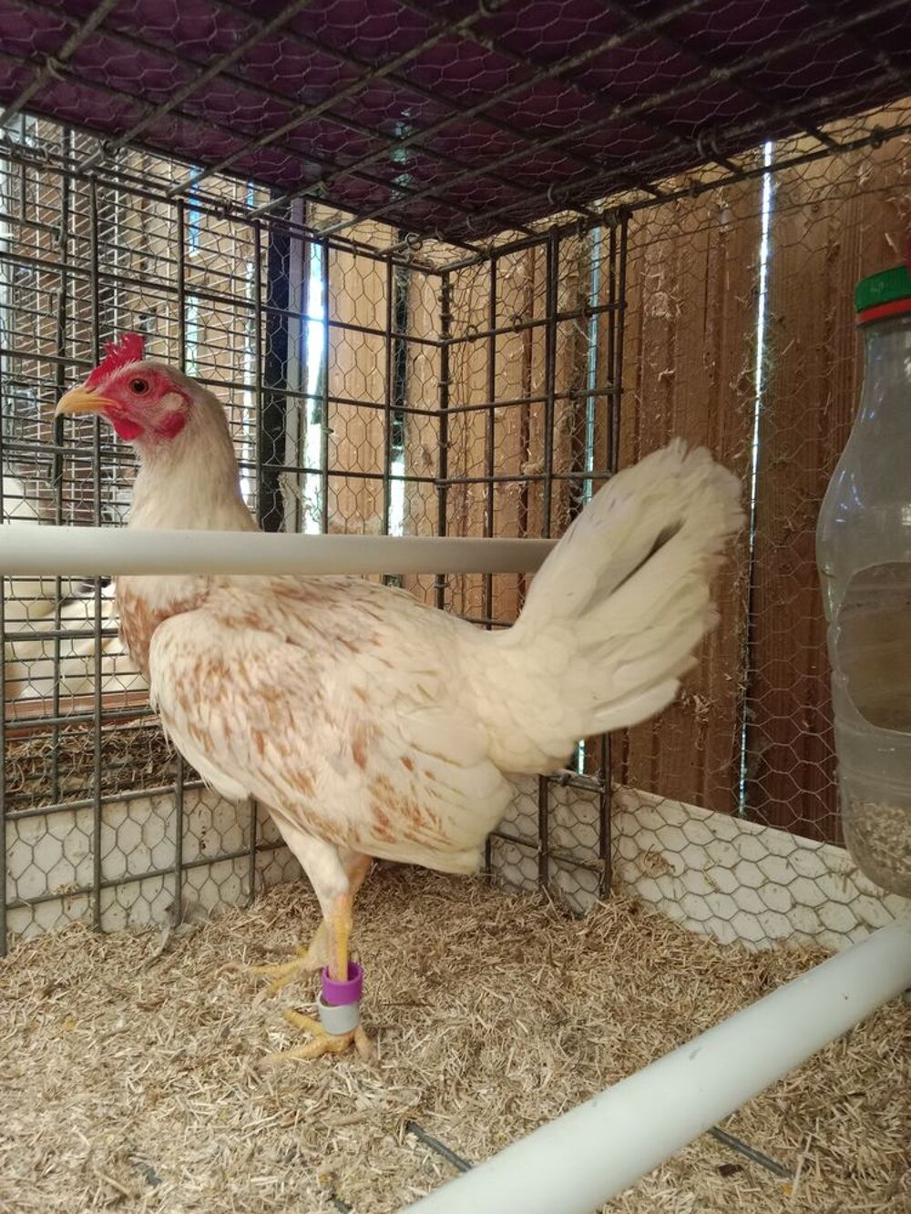   Poule et coq combattant Espagnol  