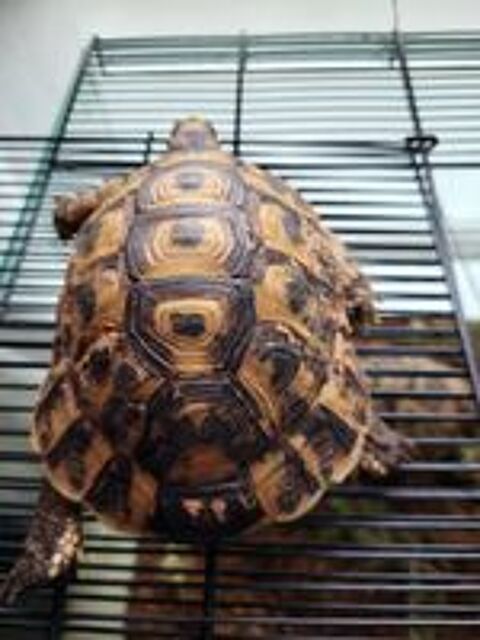   Tortue  greca mâle entre 2 et 3ans 
12cm 