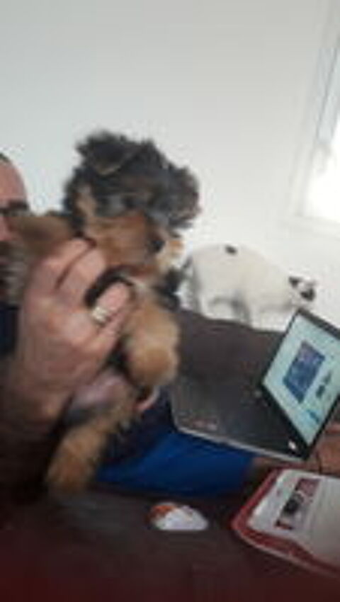   Yorkshire mini male 