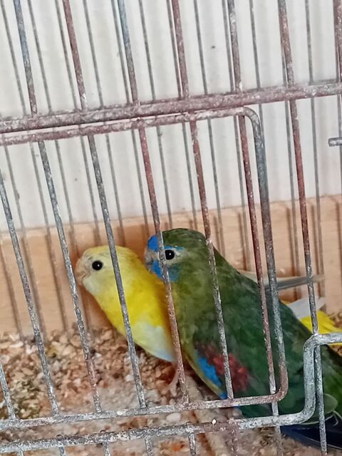 turquoisine 25 56620 Clguer