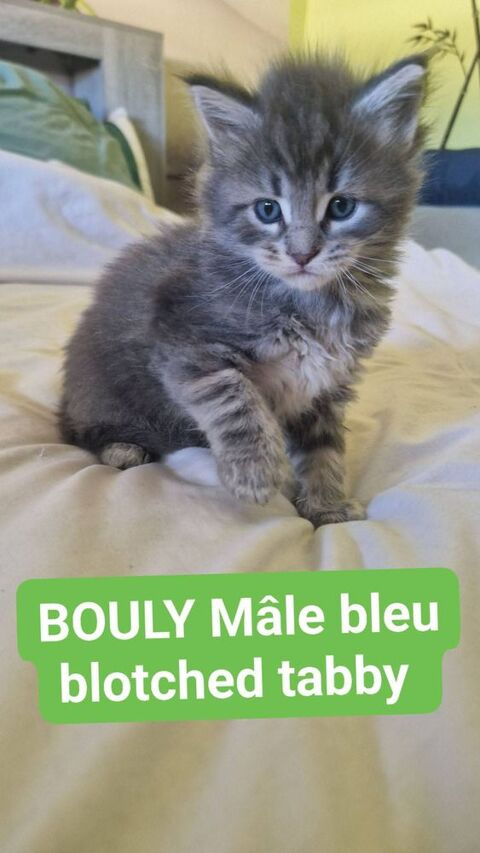 chatons maine coon loof 1000 30000 N�mes