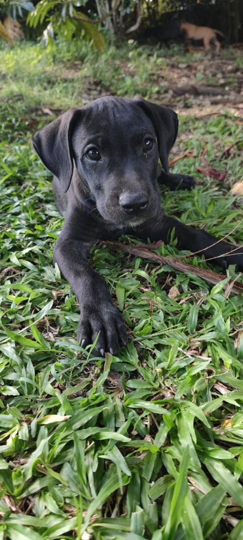 Zack, m&acirc;le Xberger n&eacute; le 15/10/2025 300 95000 Boisemont