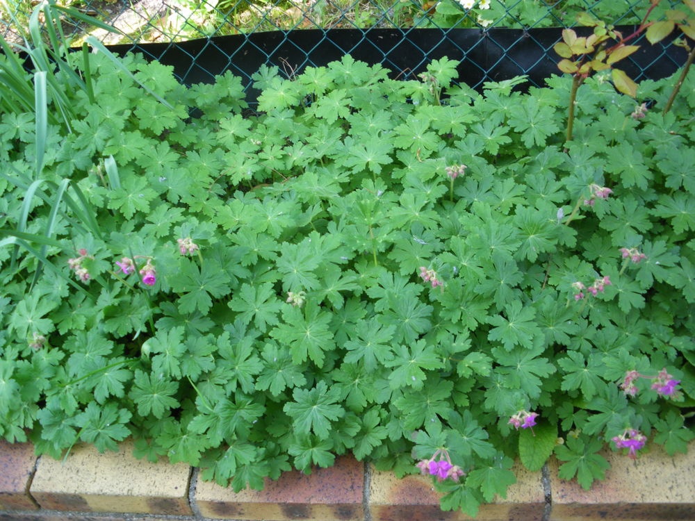 25 PIEDS DE GERANIUMS VIVACES ROSES Jardin