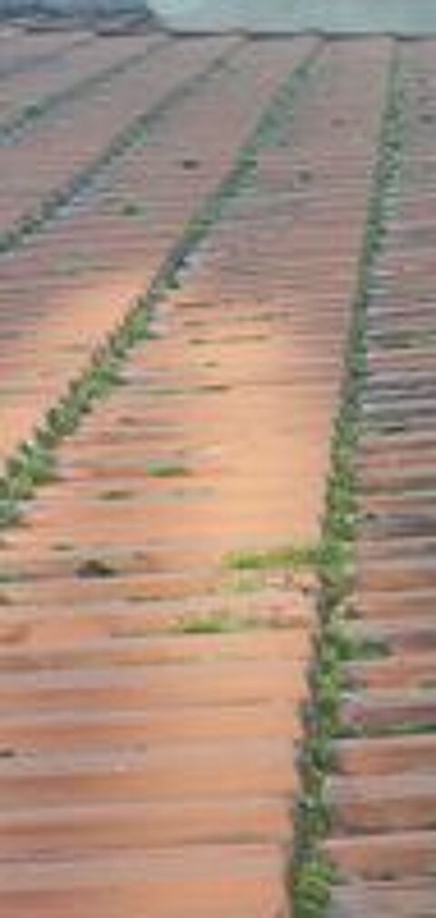  Elagage,abattage,tailles de haies,traitement de surfaces  