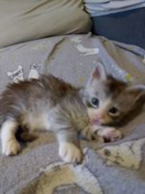   Magnifiques chatons Maine Coon NON LOOF 
