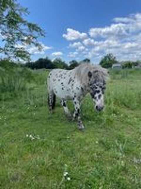   petit poney shetland 