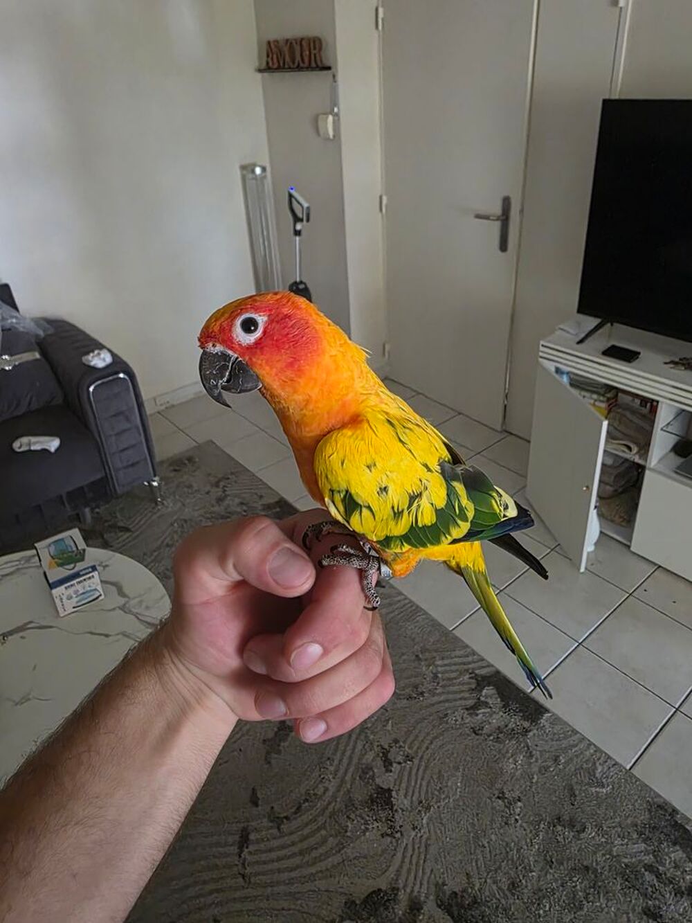   Conure soleil  