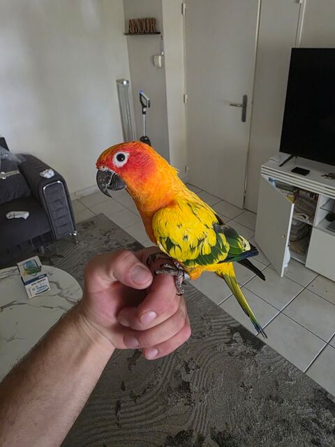 Conure soleil 460 34000 Montpellier