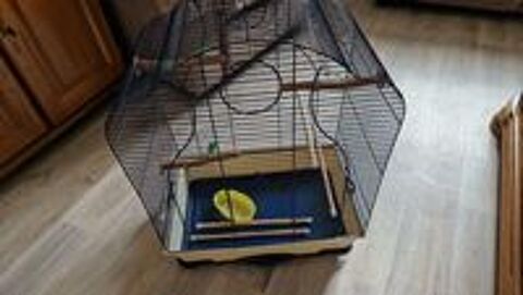   cage oiseaux  