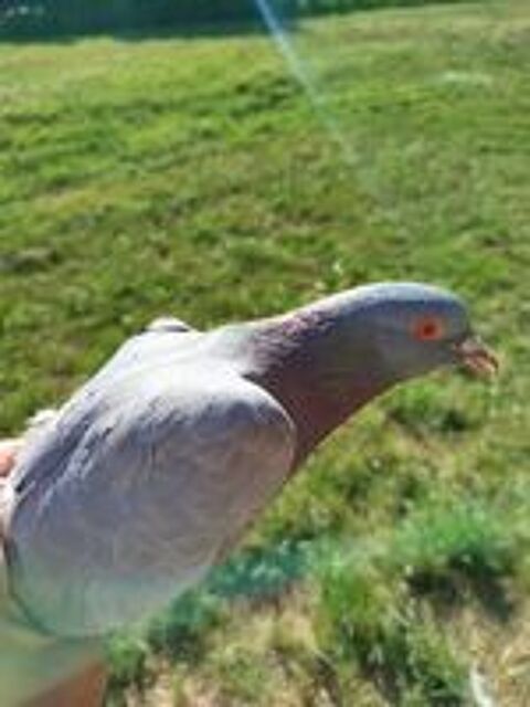   pigeon bleu de Gascogne me contacter Par téléphone Mail 
