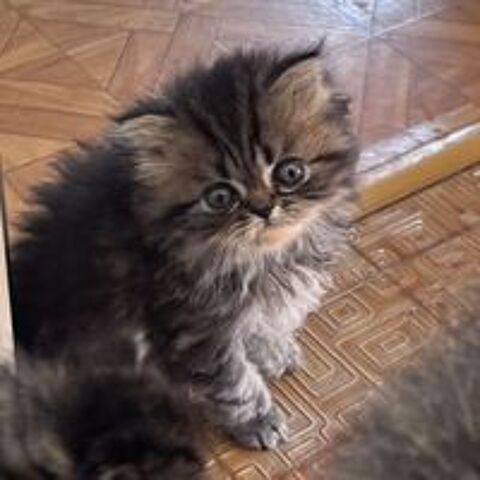   2 chatons persan LOOF  