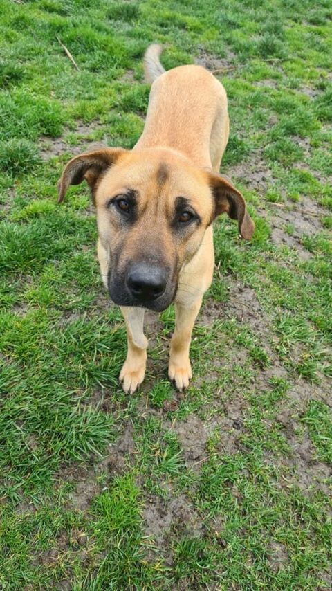 TEXAS mâle type berger 3 ans 250 33230 Coutras