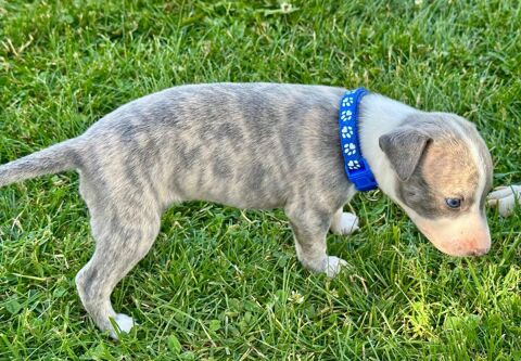 CHIOT WHIPPET 800 15150 Laroquebrou