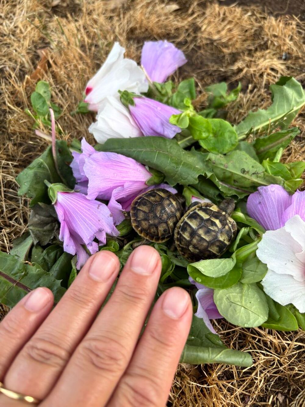   Tortues de terre juvénile. 