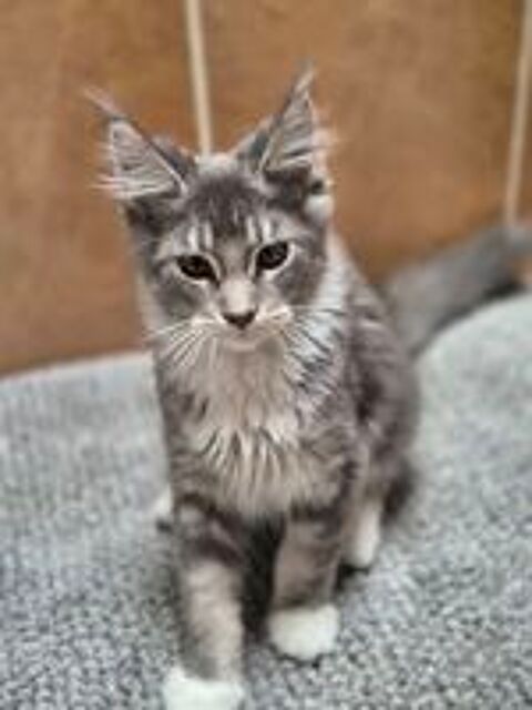   Chaton Maine Coon Mâle LOOF 