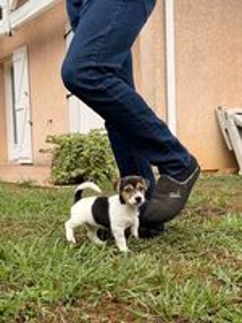   Chiot Jack Russel 