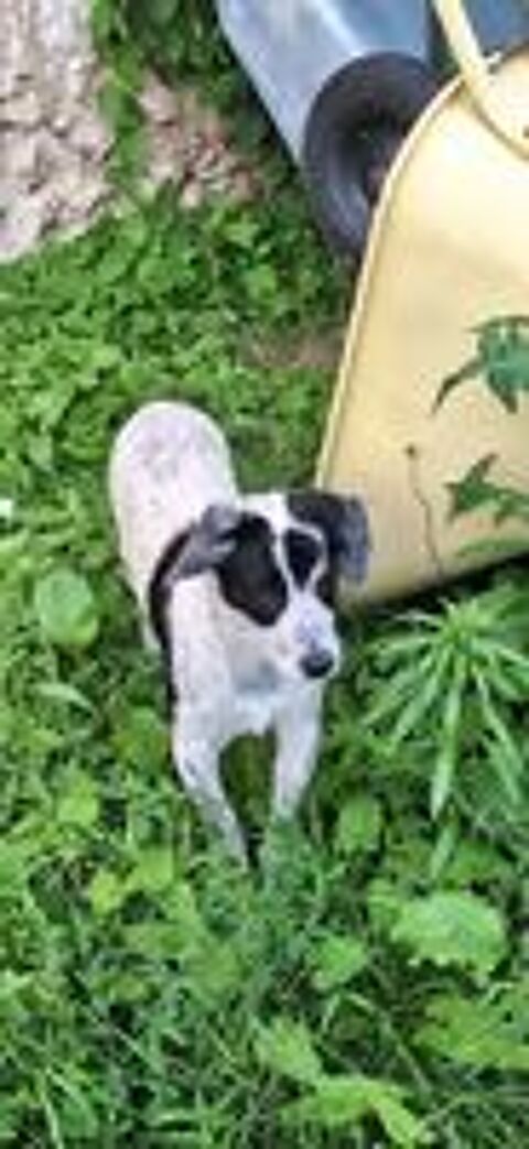   Domino à l'adoption  