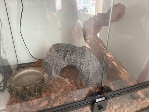 Python regius + terrarium complet + accessoires 150 01330 Villars-les-dombes