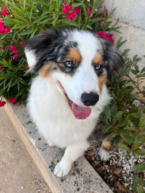 Chien RIVER &agrave; l adoption 350 30630 Cornillon