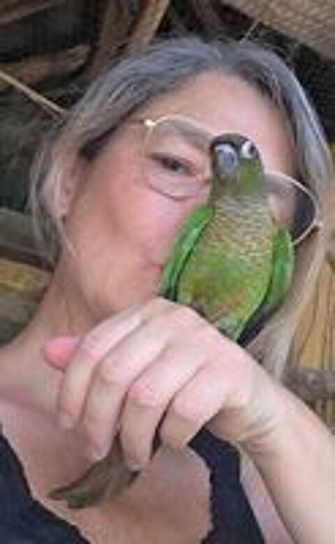   3 bébés conures  
