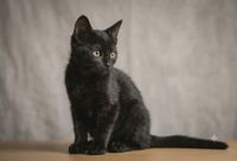   Panthere chaton femelle 2 mois cherche famille 