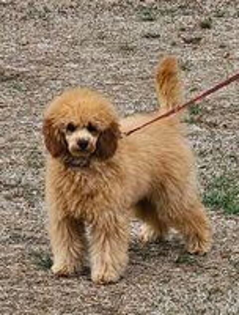   caniche nain male 5 mois  fauve abricot 