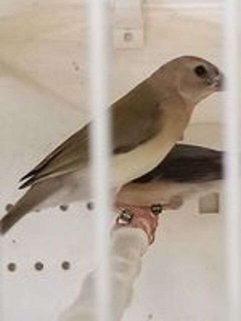   Diamant gould  