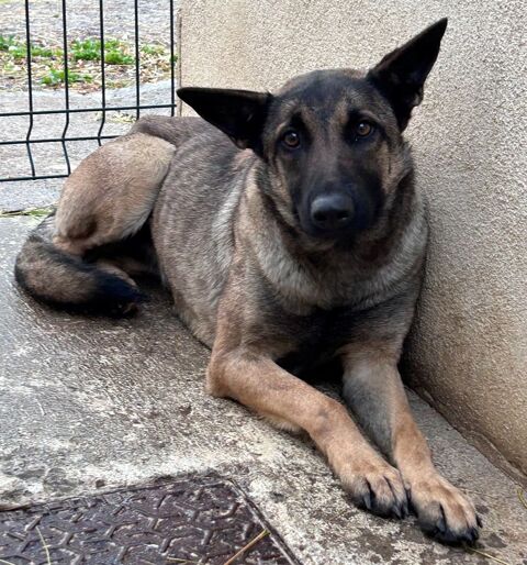 AUBEPINE, berger 1 an 220 34500 B�ziers