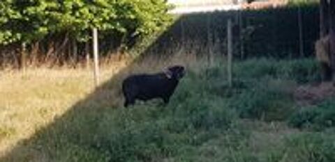   MOUTON OUESSAN MALE 