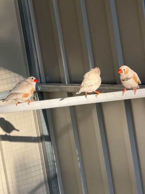Jeune mandarin 10 69360 Communay